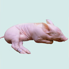 COCHINILLO DE SEGOVIA...